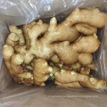 New Crop Fresh Ginger Good Price For Wholesale